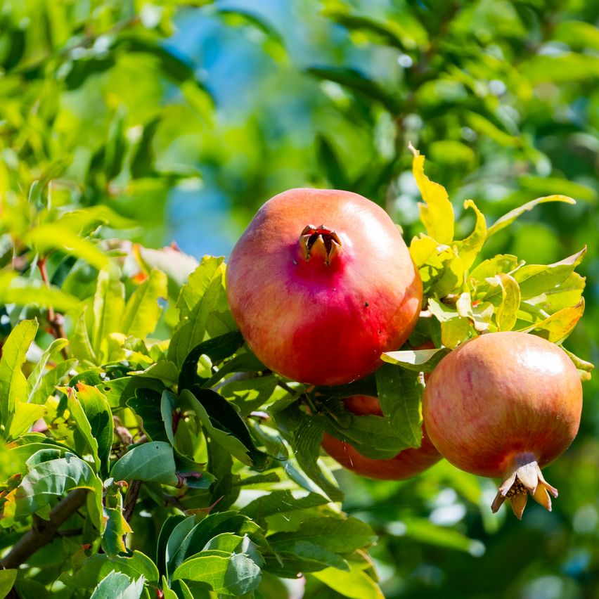 Bild enthält, Food, Fruit, Plant, Produce, Apple, Pomegranate