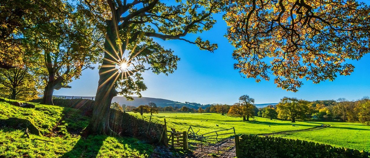 Bild enthält, Grass, Nature, Outdoors, Park, Scenery, Tree, Flare, Sunlight, Sky, Landscape