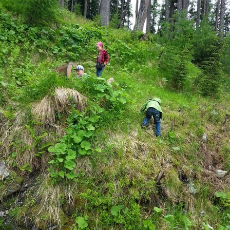 Drei Kinder erkunden einen üppigen Hang. Eines hockt sich hin, zwei stehen, eines mit einer roten Jacke. Der Boden ist mit Gras und kleinen Pflanzen bedeckt.