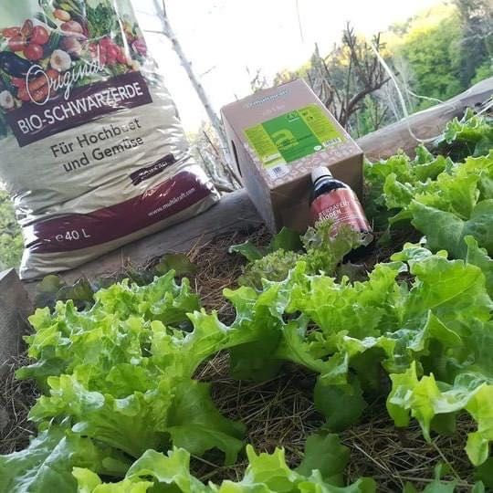 Bild enthält, Box, Food, Lettuce, Produce, Garden, Nature, Outdoors, Field, Gardening