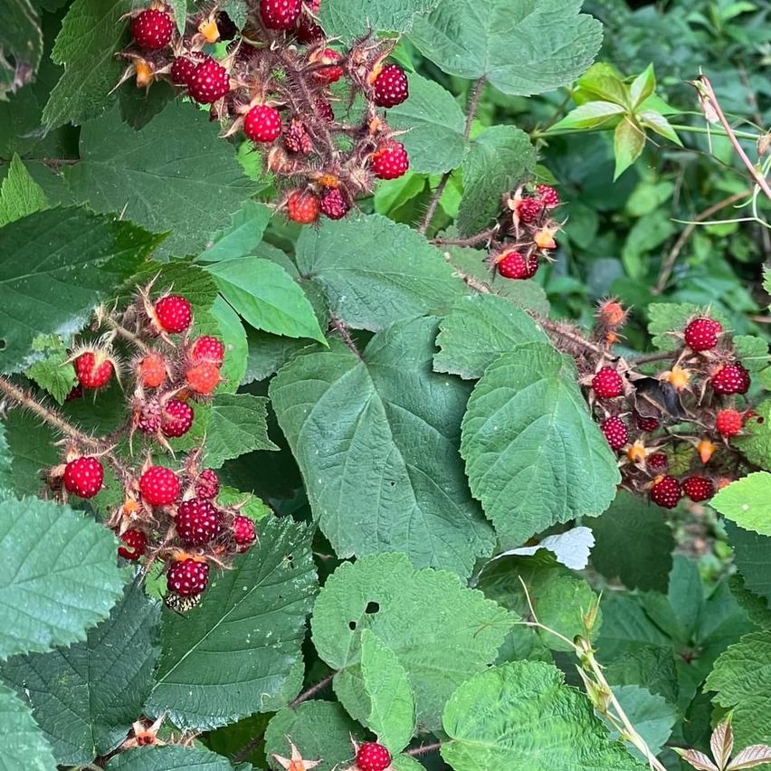 Bild enthält, Berry, Food, Fruit, Plant, Produce, Blackberry