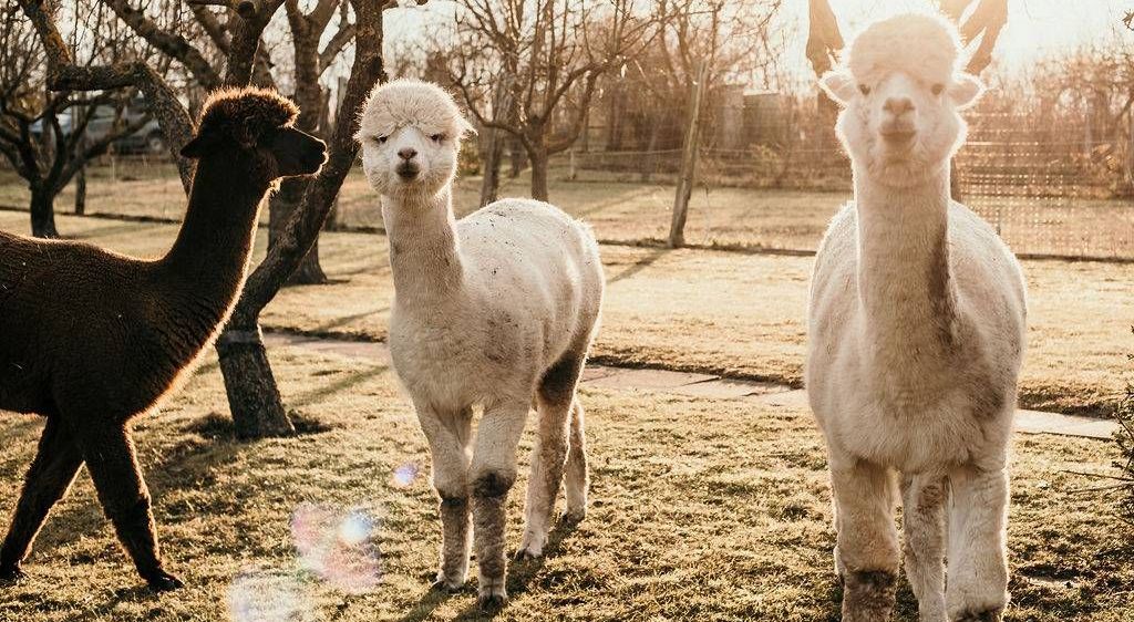 v1_migrated_image_58895151