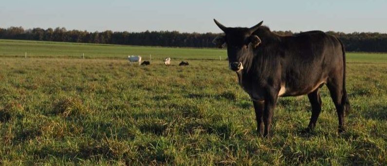 Eine schwarze Kuh steht in einem grasigen Feld mit anderen Kühen. Bäume und ein Zaun umgeben das Gebiet.