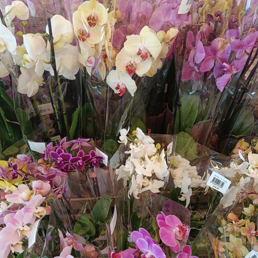 Eine Ausstellung verschiedener Orchideen in Plastikbehältern, mit weißen, rosa und lila Blüten, in einem Blumenladen zusammengestellt.