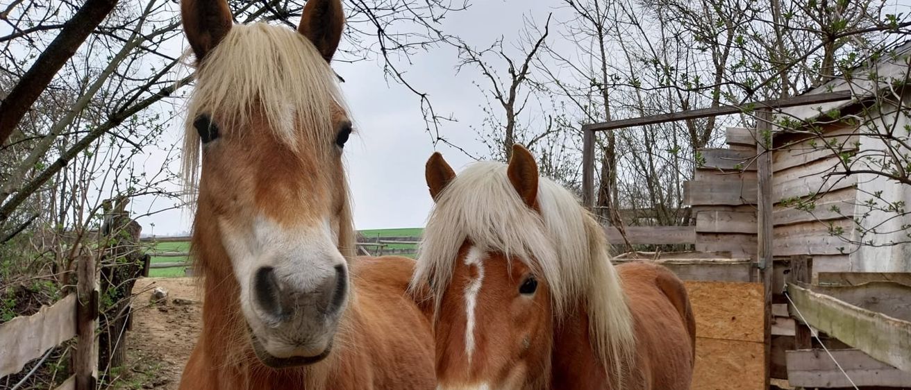 Zwei braune Pferde mit langen Mähnen und weißen Markierungen stehen dicht beieinander. Im Hintergrund ist ein Holzzaun und kahle Bäume zu sehen.