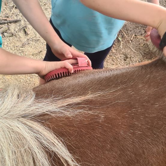 Zwei Kinder kämmen ein Pferd mit einer rosa Bürste auf einem Pfad. Das Pferd hat einen weißen Schopf.