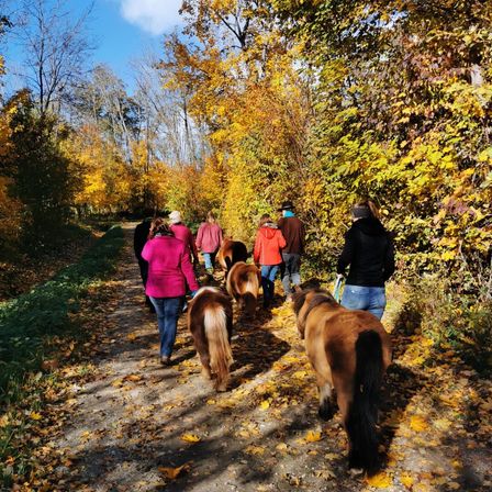 Eine Gruppe von Menschen wandert mit Pferden auf einem Pfad in einem Wald während der Herbstsaison. Der Weg ist von Bäumen mit gelben und grünen Blättern umgeben.