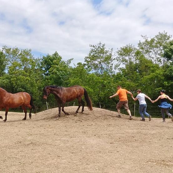 Vier Menschen laufen neben zwei braunen Pferden auf einer Sandbahn, umgeben von einem Zaun und Bäumen unter einem teilweise bewölkten Himmel.