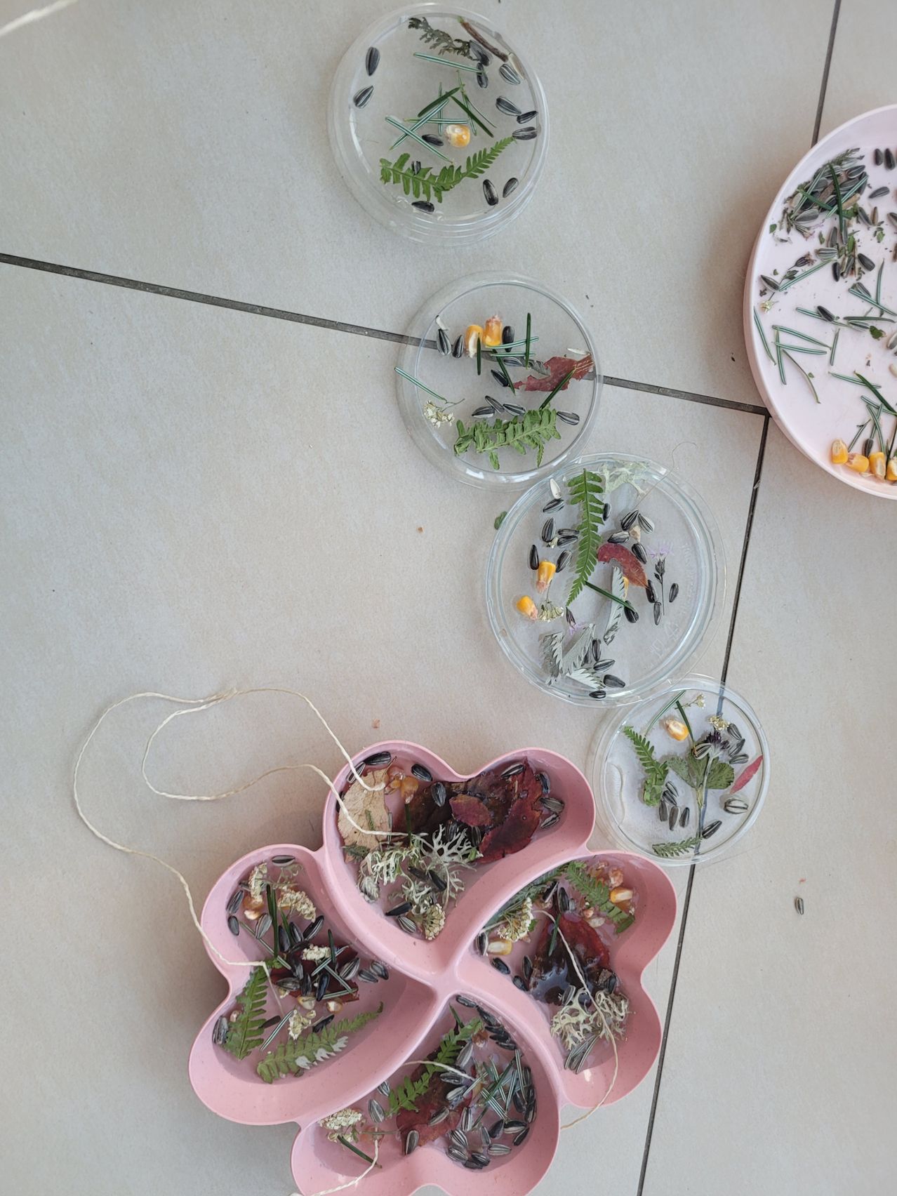 Mehrere durchsichtige Petrischalen mit Pflanzenproben und Samen liegen auf einer weißen Oberfläche. Ein rosafarbener vierblättriger Kleeblatt-förmiger Behälter mit ähnlichem Inhalt ist ebenfalls vorhanden.
