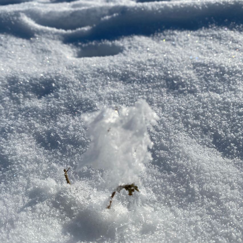 Nahaufnahme von Schnee mit Fußabdrücken und einer kleinen Pflanze, die mit Schnee bedeckt ist. Der Schnee funkelt im Sonnenlicht.
