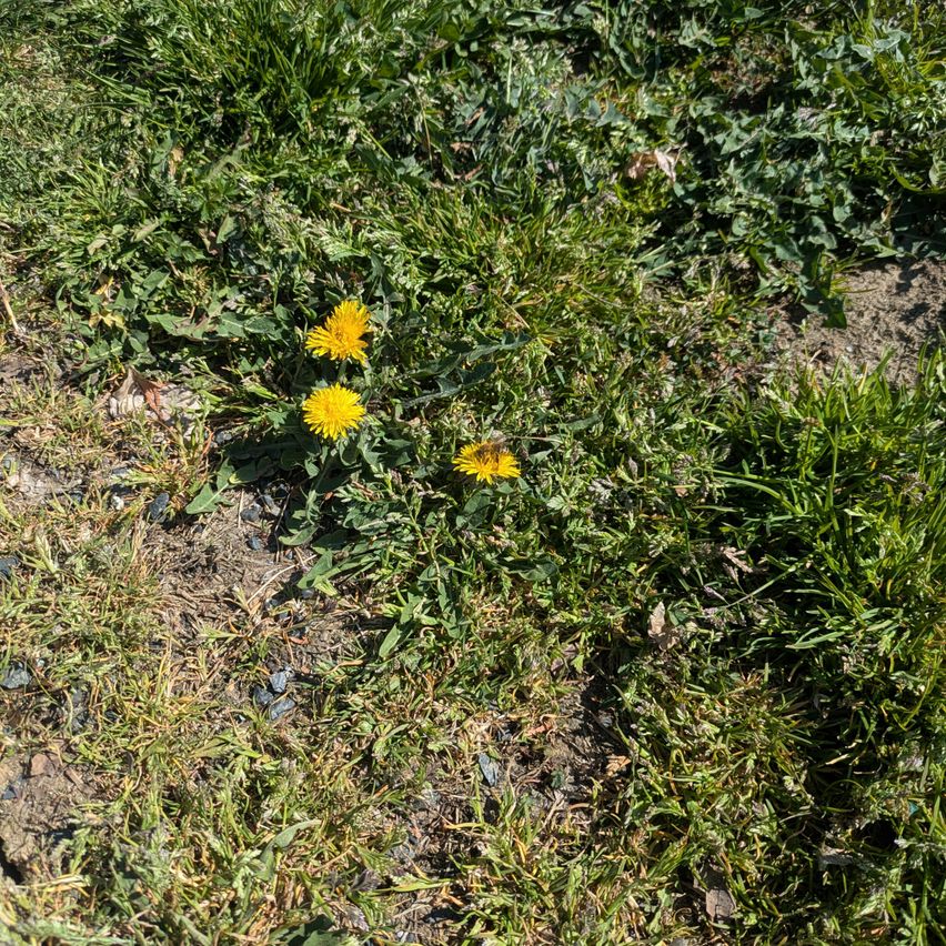 A patch of grass with three yellow dandelions on it. The dandelions are in different stages of bloom.