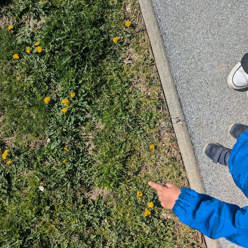 A child points at yellow flowers on a grassy patch beside a paved road.