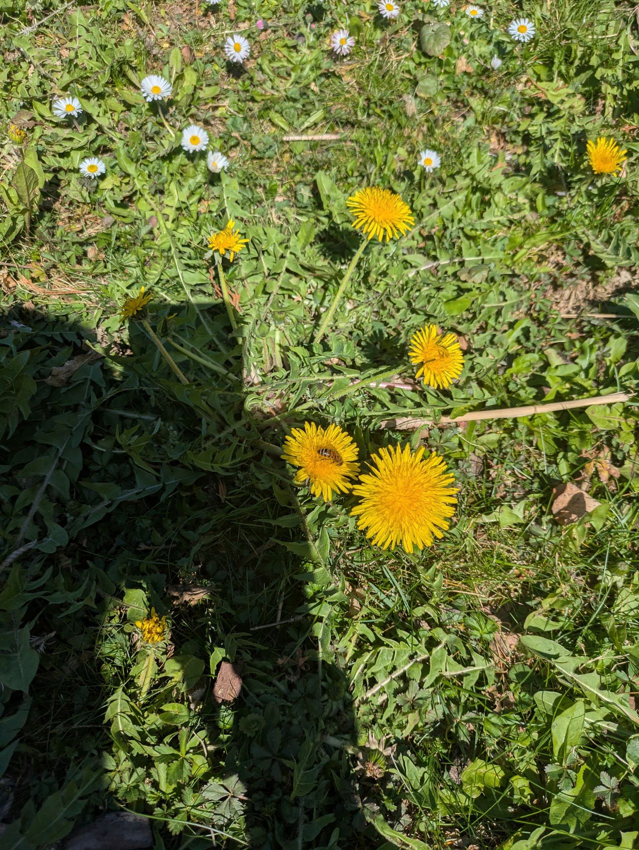 A closeup view of yellow dandelions and white daisies in a field. The sun's rays create shadows on the ground.