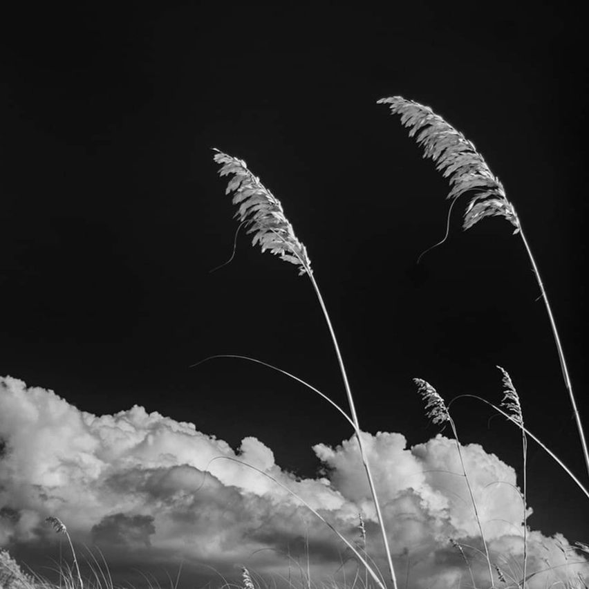 Bild enthält, Plant, Reed