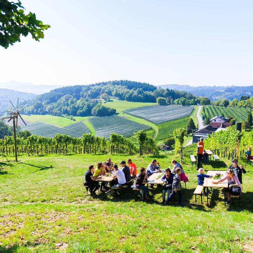 Eine Gruppe von Menschen sitzt um Tische in einem Weinberg, mit einer Windmühle und entfernten Häusern sichtbar.