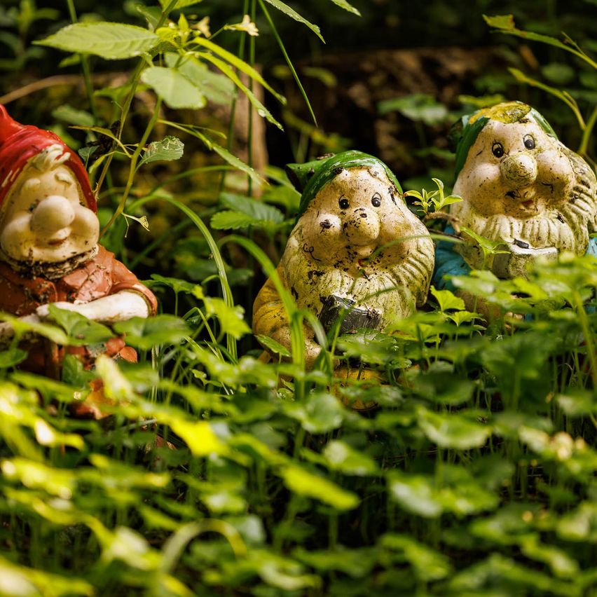 Drei Gartenzwerge in einem Wald, einer mit einem roten Hut, ein anderer mit einem grünen Hut und der dritte in Blau. Sie sind von üppigem grünem Laub umgeben.