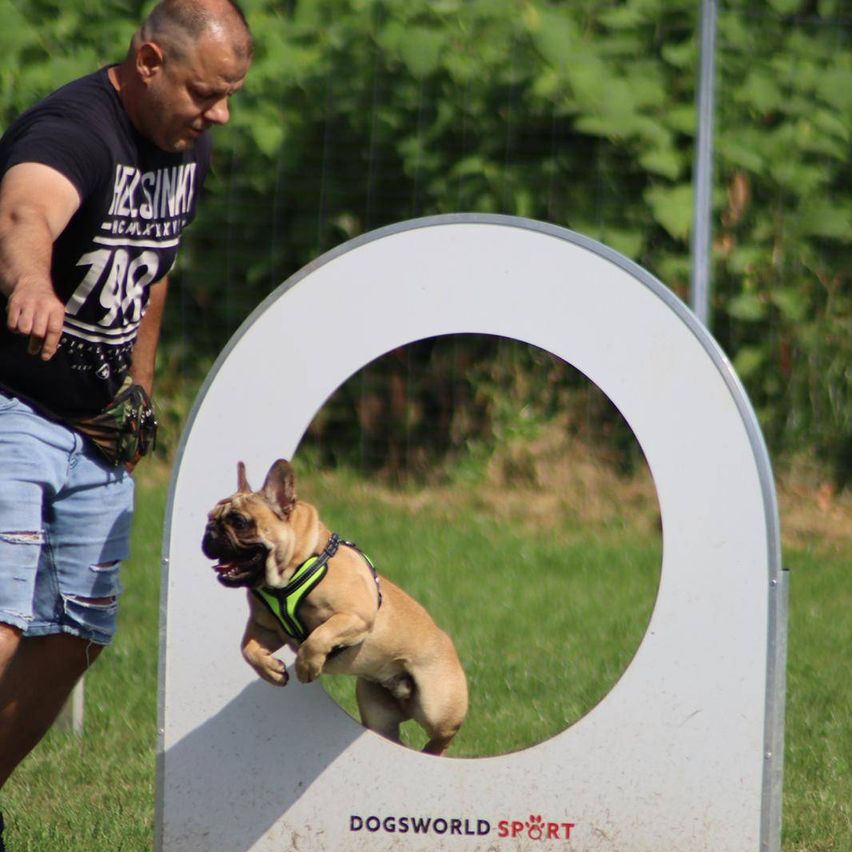 Ein Mann in einem schwarzen T-Shirt und blauer Shorts führt einen Französischen Bulldoggen durch einen Agility-Parcours. Der Hund springt durch einen weißen Ring auf dem Rasen.