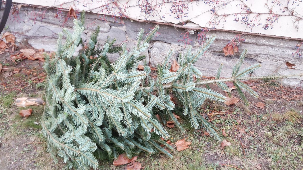 Ein gefallener Weihnachtsbaum liegt auf dem Boden in der Nähe einer Steinmauer, die mit Efeu und kleinen roten Beeren geschmückt ist.