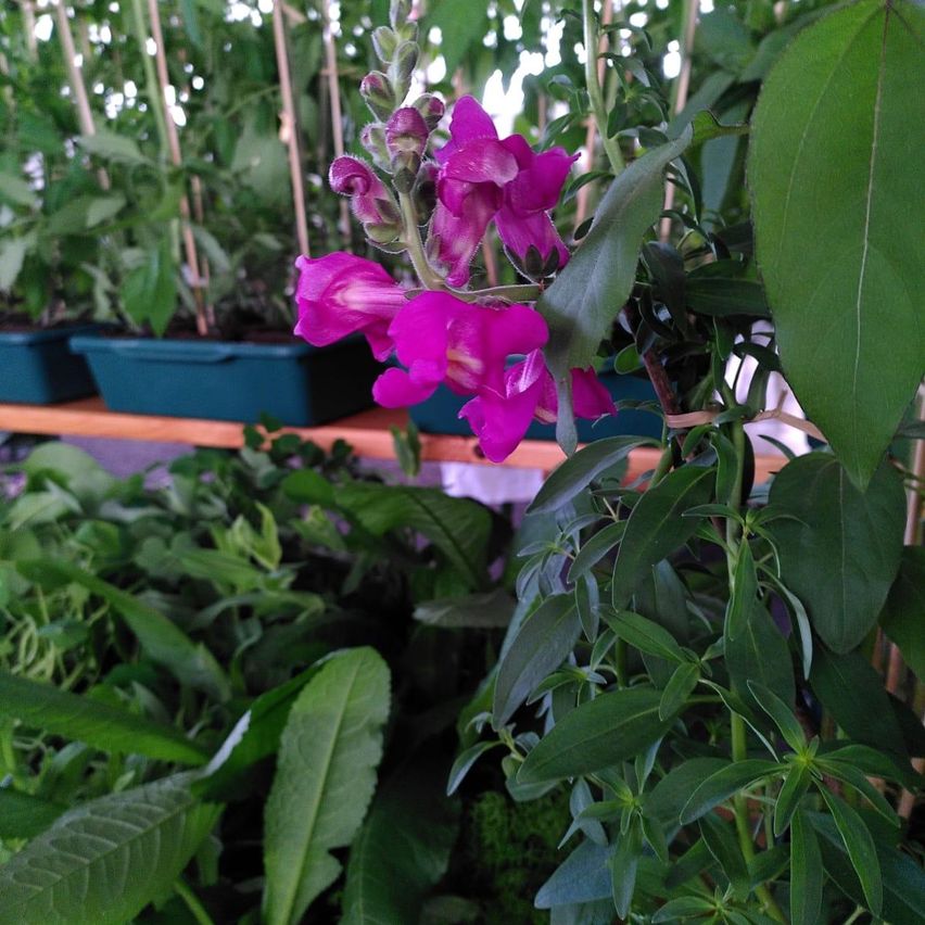 Eine Nahaufnahme einer Pflanze mit leuchtend rosa Blumen und üppigen grünen Blättern. Die Pflanze befindet sich zwischen anderen Topfpflanzen, einige mit blauen Töpfen.