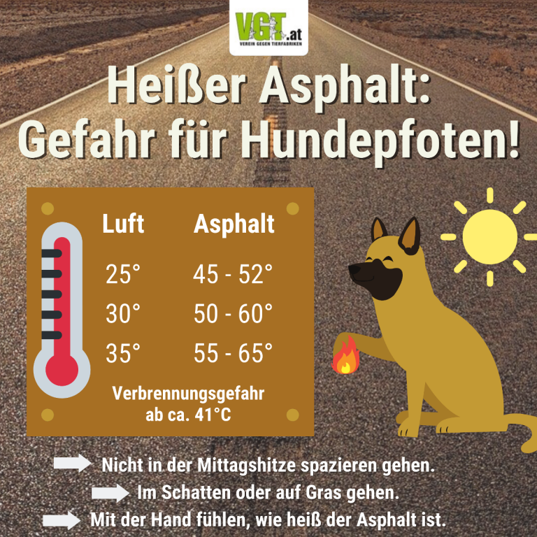 Infografik über die Gefahren von heißem Asphalt für Hunde. Es zeigt Temperaturvergleiche zwischen Luft und Asphalt und rät davon ab, Hunde in der Mittagssonne spazieren zu führen, im Schatten oder auf Gras zu gehen und die Asphalttemperatur mit der Hand zu testen.
