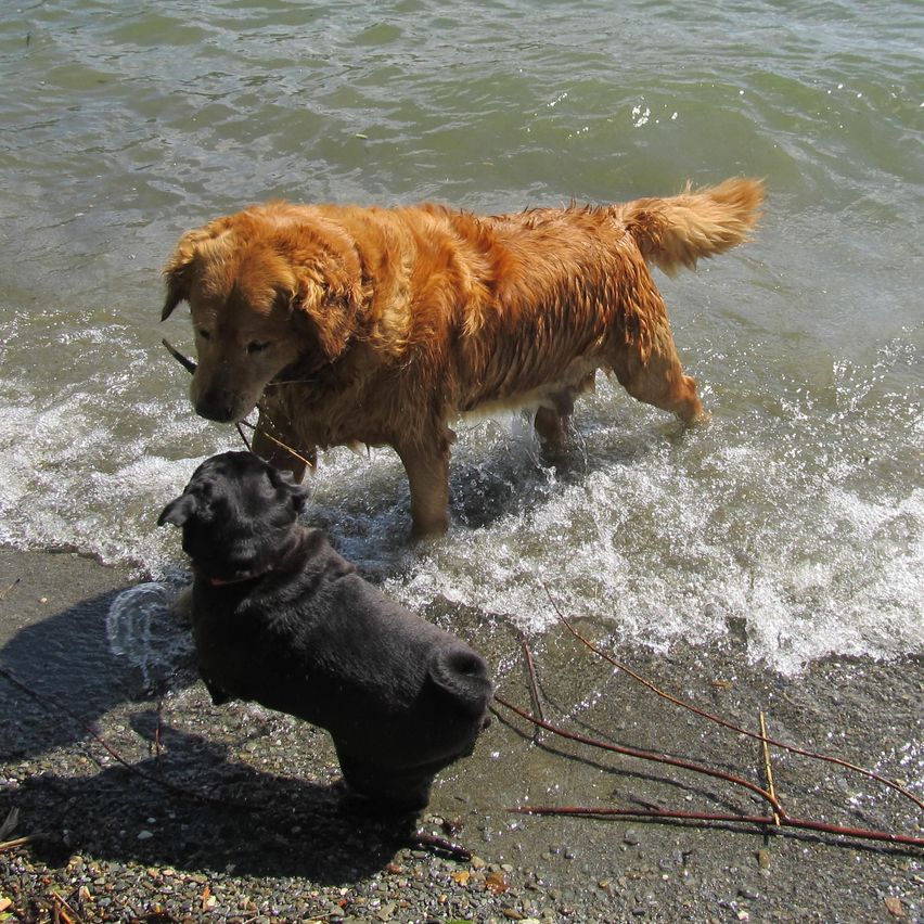 Ein Golden Retriever und ein schwarzer Hund spielen im Wasser am Strand. Der Golden Retriever steht im Wasser, während der schwarze Hund am Ufer steht.