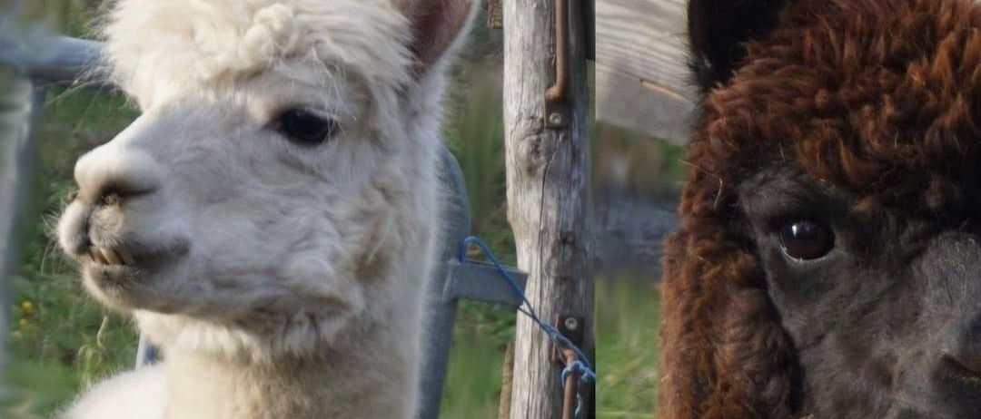 Bild enthält, Animal, Llama, Mammal, Livestock, Sheep, Canine, Dog, Pet