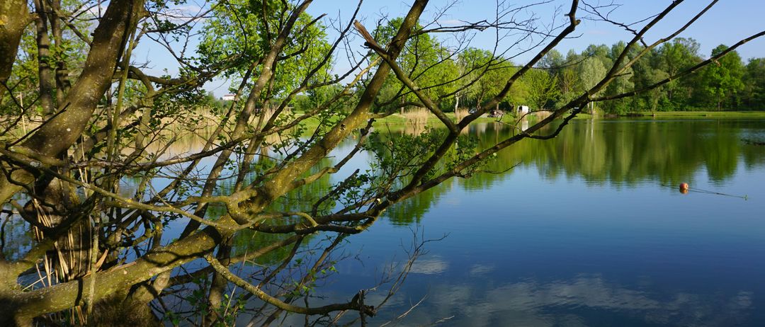 Bild enthält, Nature, Outdoors, Pond, Water, Lake, Land, Tree, Scenery, Tree Trunk