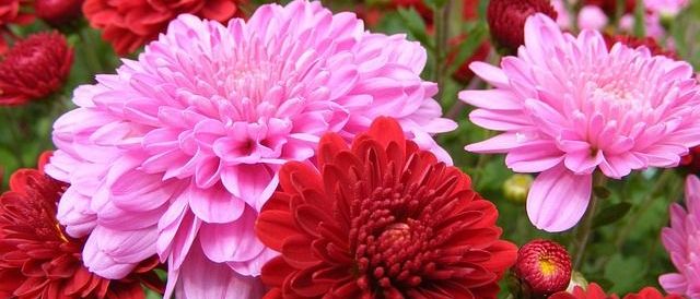 Bild enthält, Dahlia, Flower, Plant, Petal, Daisy