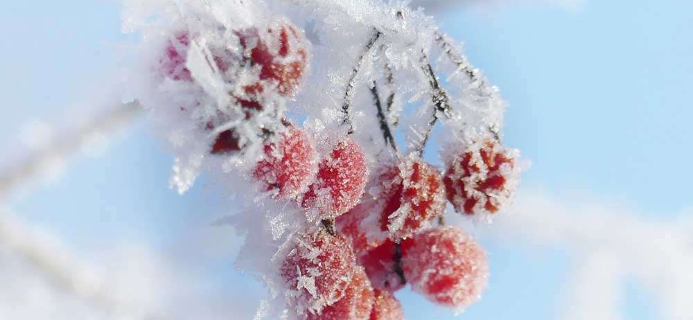 Eine Nahaufnahme von roten Beeren, die mit Reif bedeckt sind und an einem Baumzweig gegen einen blauen Himmel hängen.