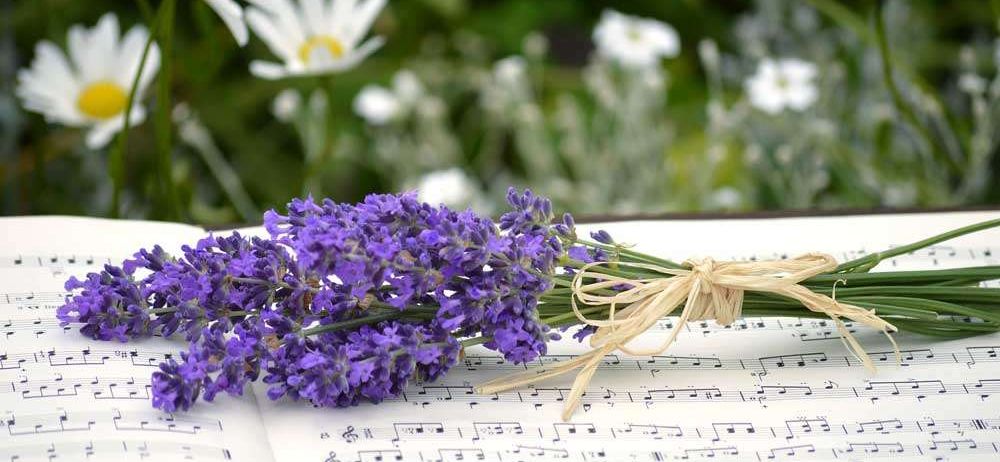 Ein Strauß Lavendelblüten auf einem offenen Notenbuch. Die Blumen liegen auf der Musiknoten mit einem um sie gebundenen Band. Der Hintergrund zeigt weiße Blumen und grüne Blätter.