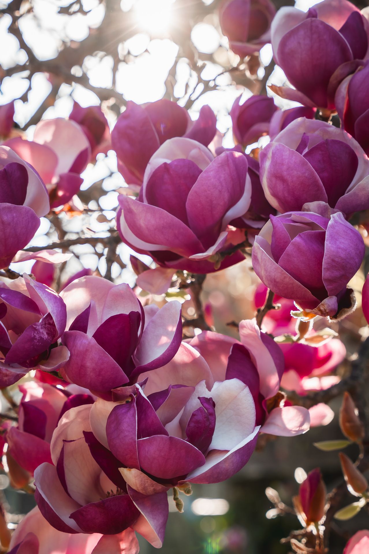 A cluster of pink and white magnolia flowers on a tree branch, bathed in sunlight. The flowers have a heart-shaped appearance.