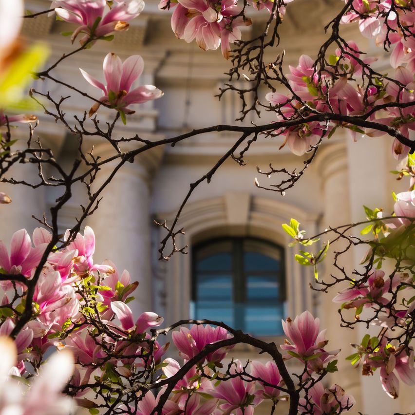 A building with an arched window and pink flowers on a branch in front. The flowers have a few petals and some green leaves. The building is white and has a classical design.