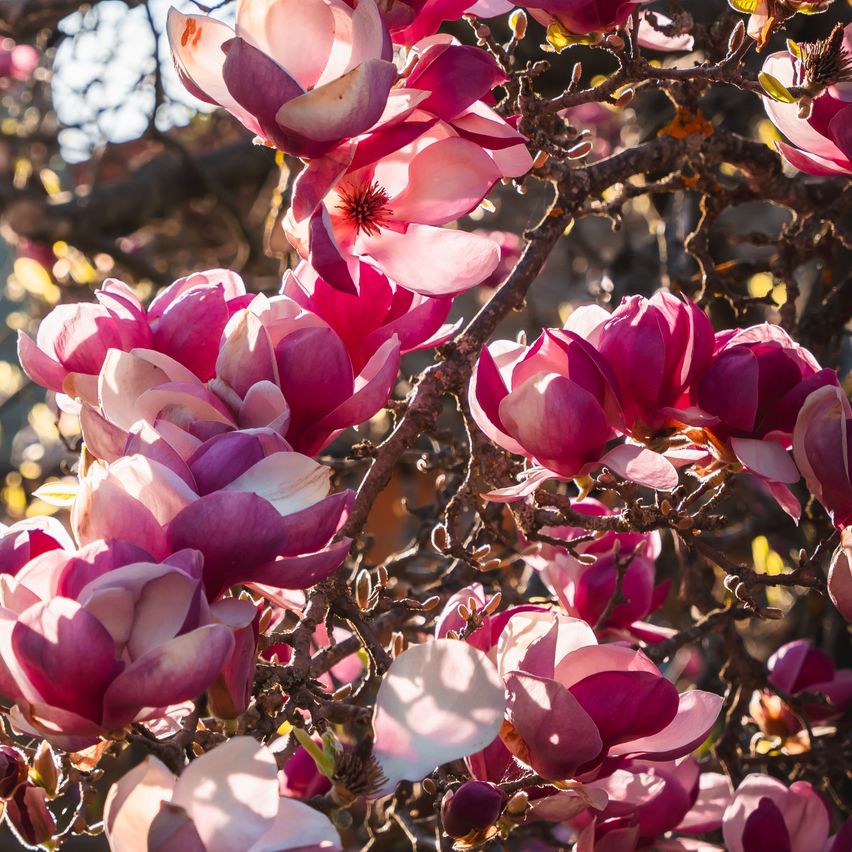 A cluster of pink magnolia flowers on a tree, showcasing various shades of pink and purple. The sunlight filters through the leaves, creating a soft, warm glow.