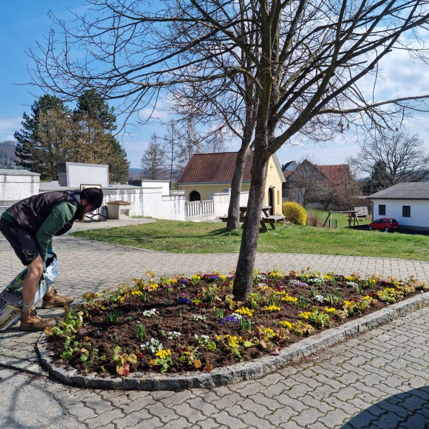Ein Mann pflanzt Blumen in einem Blumenbeet um einen Baum in einem kleinen Dorf mit Häusern und blauem Himmel.