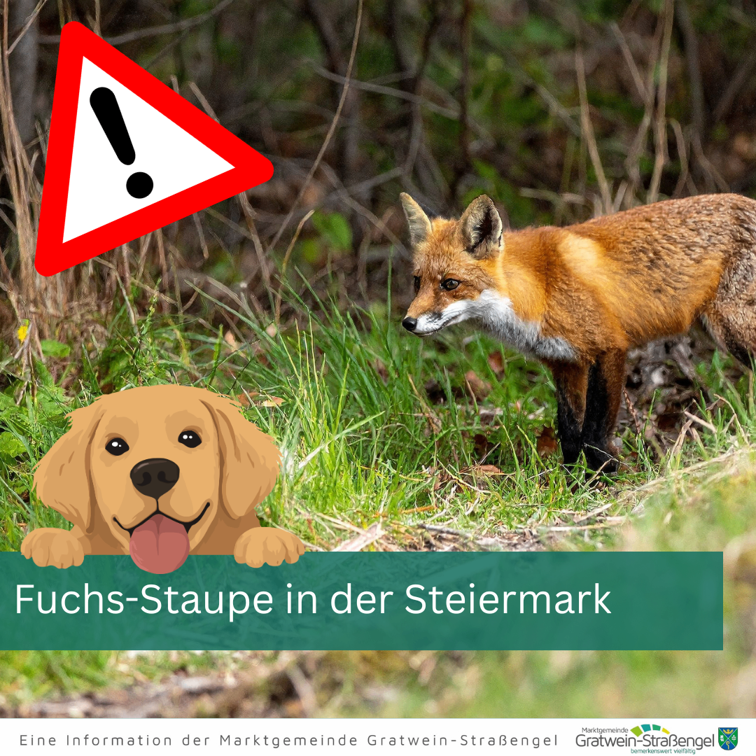 Ein Fuchs und ein Hund in einem Grasbereich mit einem Warnzeichen, das 'Fuchs-Staupe in der Steiermark' sagt. Der Fuchs hat ein rotes Fell und einen weißen Fleck auf seiner Brust.
