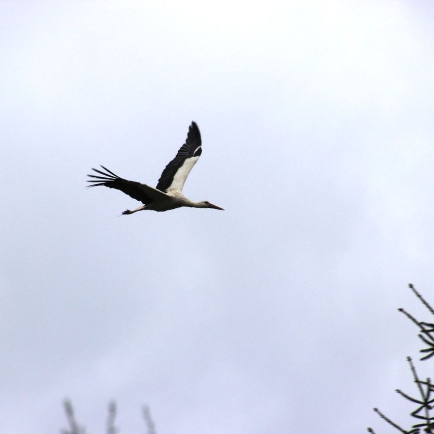 Ein Storch fliegt am Himmel mit einem klaren, blauen Himmel als Hintergrund. Er hat einen weißen Körper und schwarze Flügel und einen Schwanz.