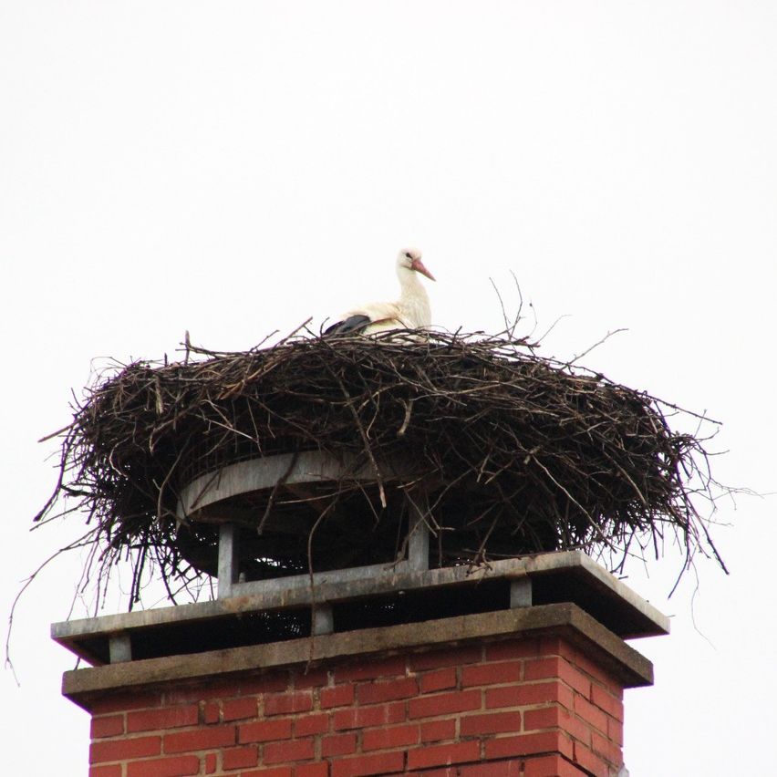 Ein Storch sitzt auf einem Nest, das auf einem Backsteinkamin errichtet wurde. Das Nest besteht aus Zweigen und Stöcken, und der Storch hat einen weißen Körper und einen langen, spitzen Schnabel.