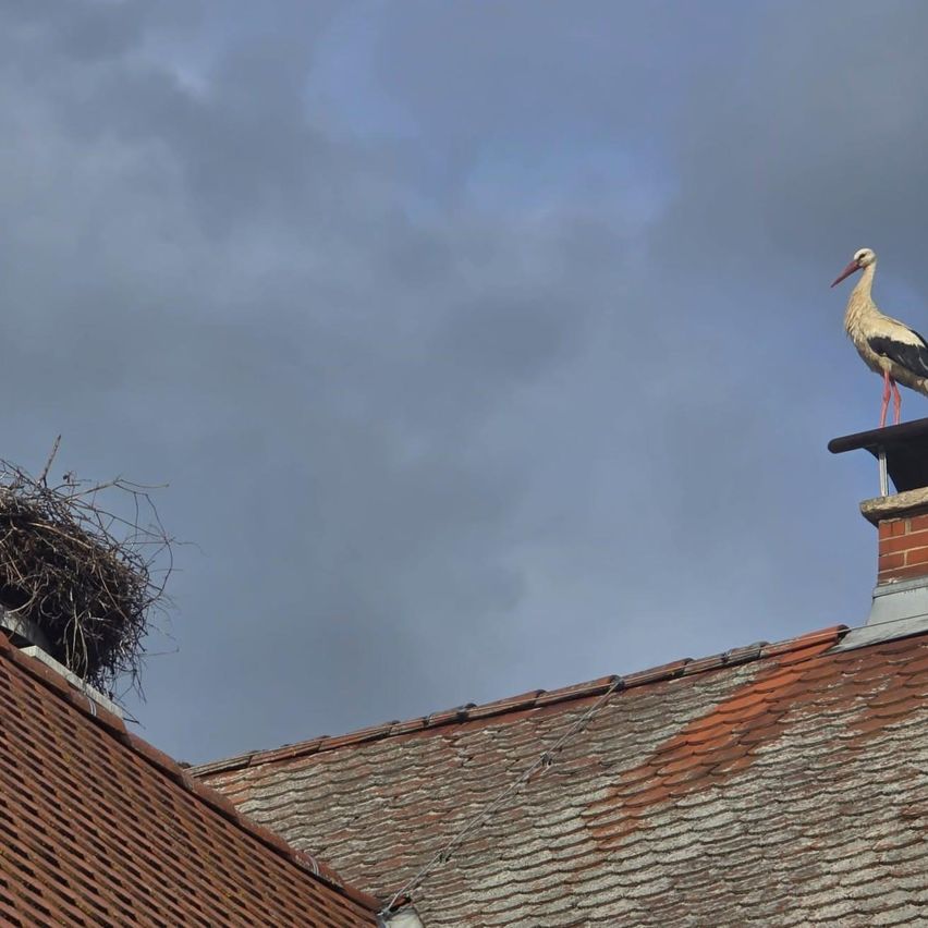 Ein Storch steht auf einem Schornstein eines Daches und blickt möglicherweise in einen bewölkten Himmel. In der Nähe befindet sich ein Nest auf dem Dach.