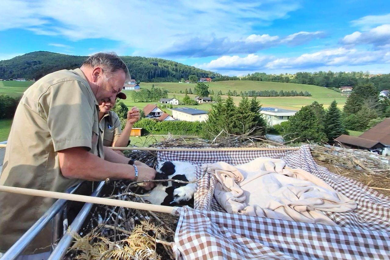 Ein Mann in Uniform hält einen Stock mit einem Babyziegen darauf. Die Ziege liegt in einem Nest mit Heu und einer karierten Decke. Dahinter ist ein malerischer Blick auf Häuser und Grünflächen.