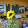 Eine Sonnenblume steht in einem Klassenzimmer mit gelben Wänden und grünen Tafeln. Holztische und Stühle umgeben den Raum, zusammen mit verschiedenen Unterrichtsmaterialien.
