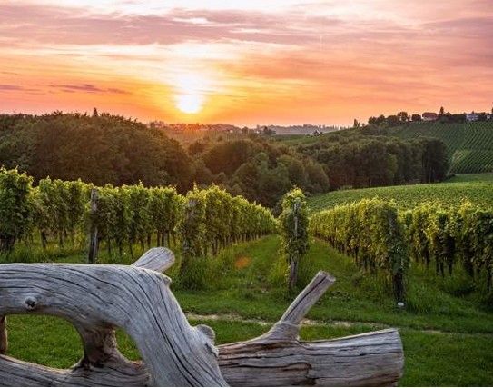 Bild enthält, Nature, Outdoors, Countryside, Rural, Farm, Vineyard, Sky, Scenery, Alcohol, Beverage