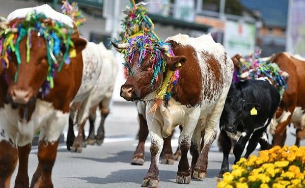 Bild enthält, Animal, Bull, Mammal, Cattle, Cow, Livestock