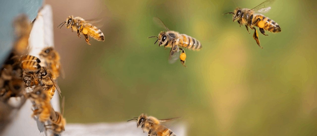 Bild enthält, Animal, Bee, Honey Bee, Insect, Invertebrate, Apidae, Wasp, Bumblebee