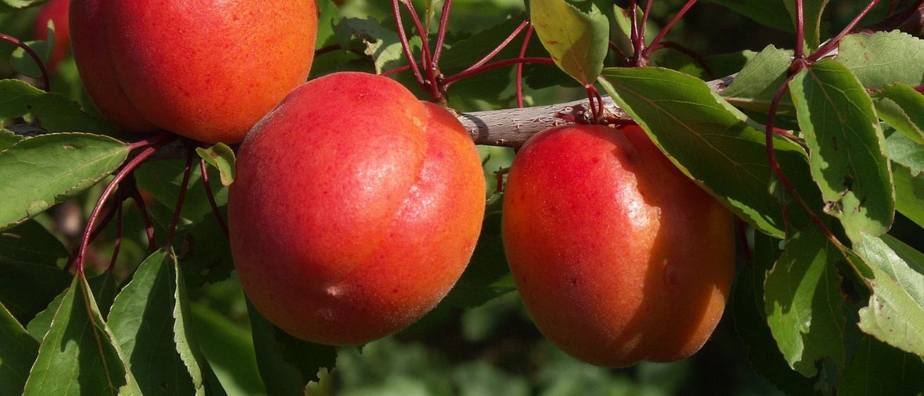 Bild enthält, Food, Fruit, Plant, Produce, Apple