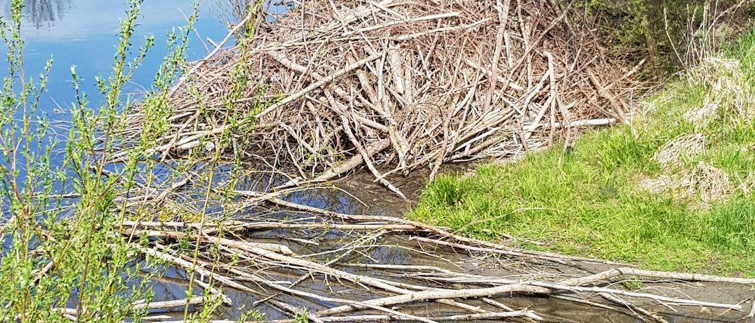 Land, Nature, Outdoors, Pond, Water, Plant, Vegetation, Swamp, Lake, Tree