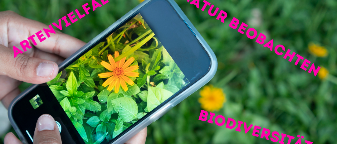 Electronics, Mobile Phone, Phone, Herbal, Advertisement, Flower
