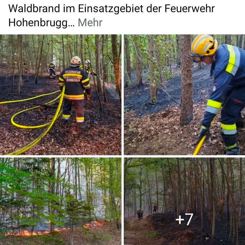 Vier Feuerwehrleute in Schutzkleidung bekämpfen einen Waldbrand. Einer benutzt einen Schlauch, ein anderer inspiziert den Boden. Ein verbrannter Baum und eine Sieben erscheinen im Bild.