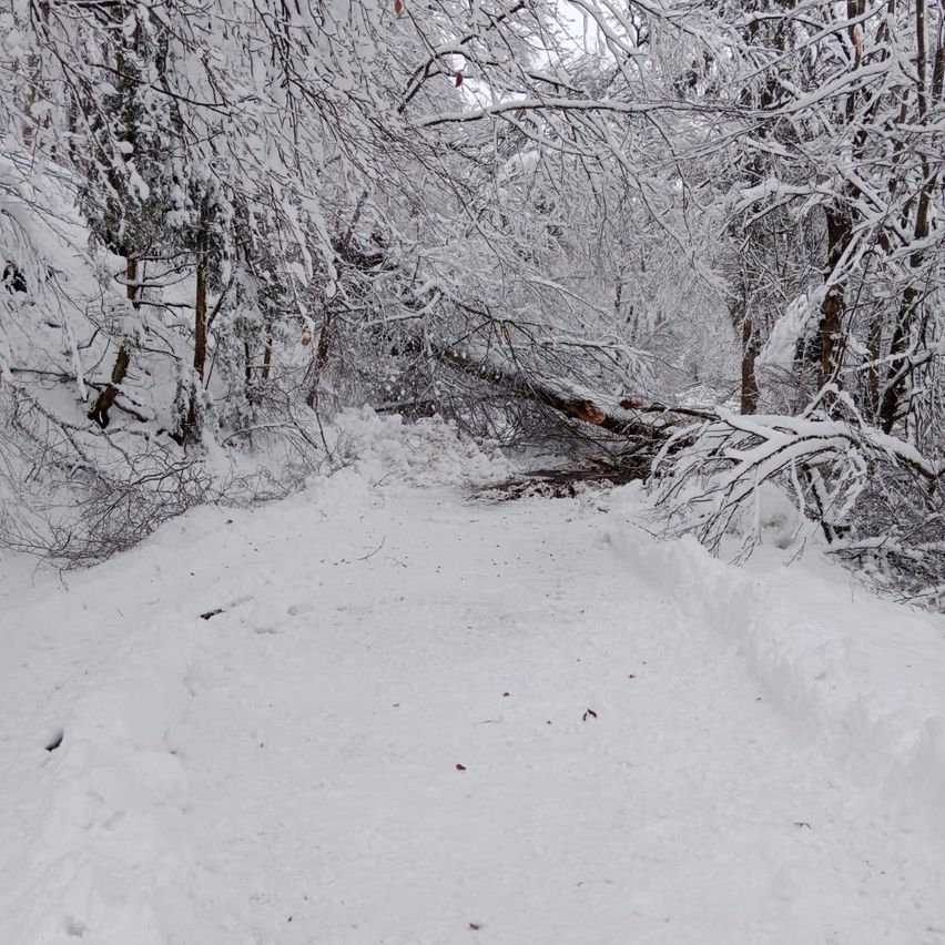 Ein verschneiter Waldweg mit schneebedeckten Bäumen und einem umgestürzten Baum, der den Weg blockiert. Der Boden und die Äste sind mit Schnee bedeckt und schaffen eine friedliche Winterlandschaft.