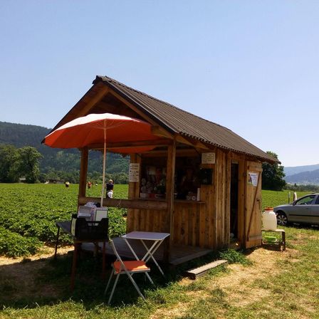 Eine kleine Holzhütte steht in einem Erdbeerfeld mit einem roten Schirm und Tischen, umgeben von einer grünen Landschaft und entfernten Bergen.