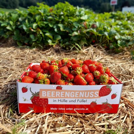 Eine Schachtel frische Erdbeeren mit dem Aufkleber 'Beerengenuss' in einem Erdbeerfeld mit üppiger grüner Vegetation. Mehr Infos unter amainfo.at.